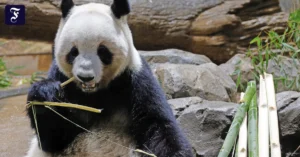 lei-lei-im-ueno-zoo.webp.webp