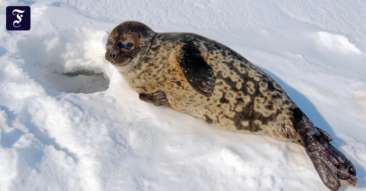 ringelrobbe-pusa-hispida.webp.webp