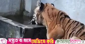 tigress_sunderbans.jpg