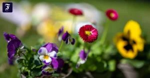 bluehende-stiefmuetterchen-und.webp.webp