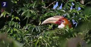 die-vogel-perspektive-einen.webp.webp