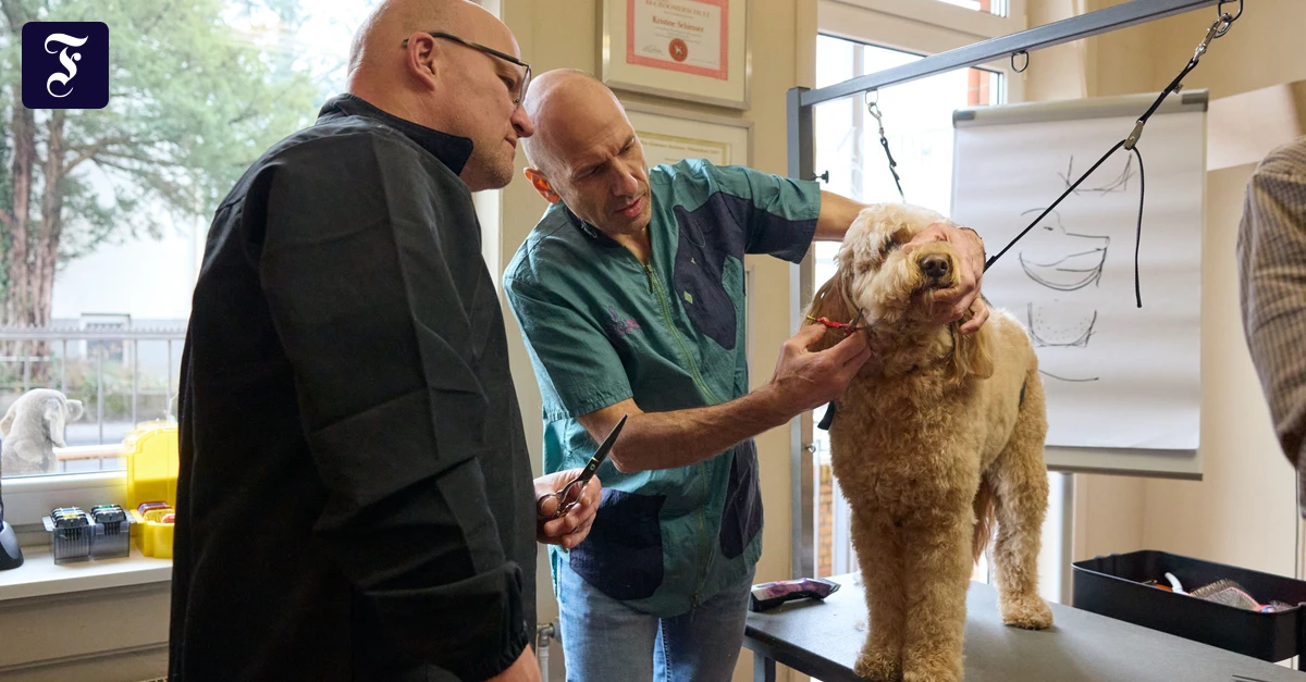 ein-starfriseur-fuer-hunde.webp.webp