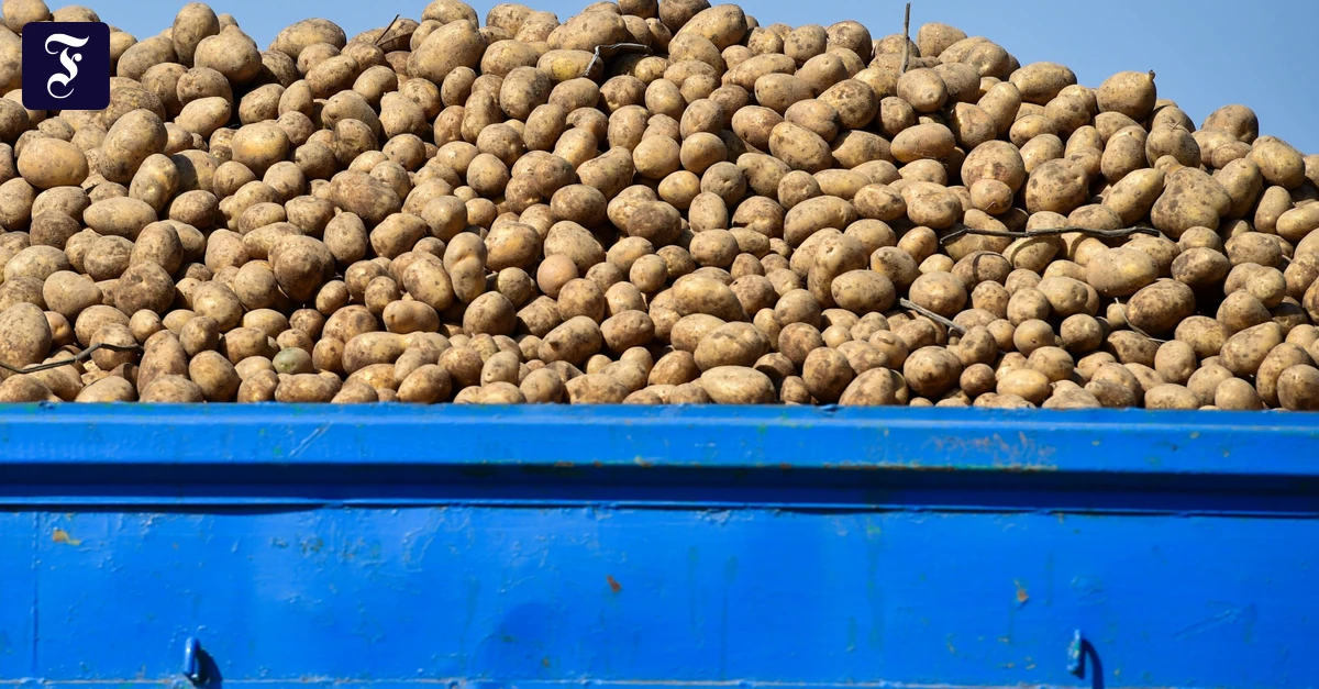 frisch-geerntete-kartoffeln-im.webp.webp