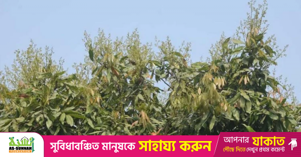 rajshahi_litchi.png