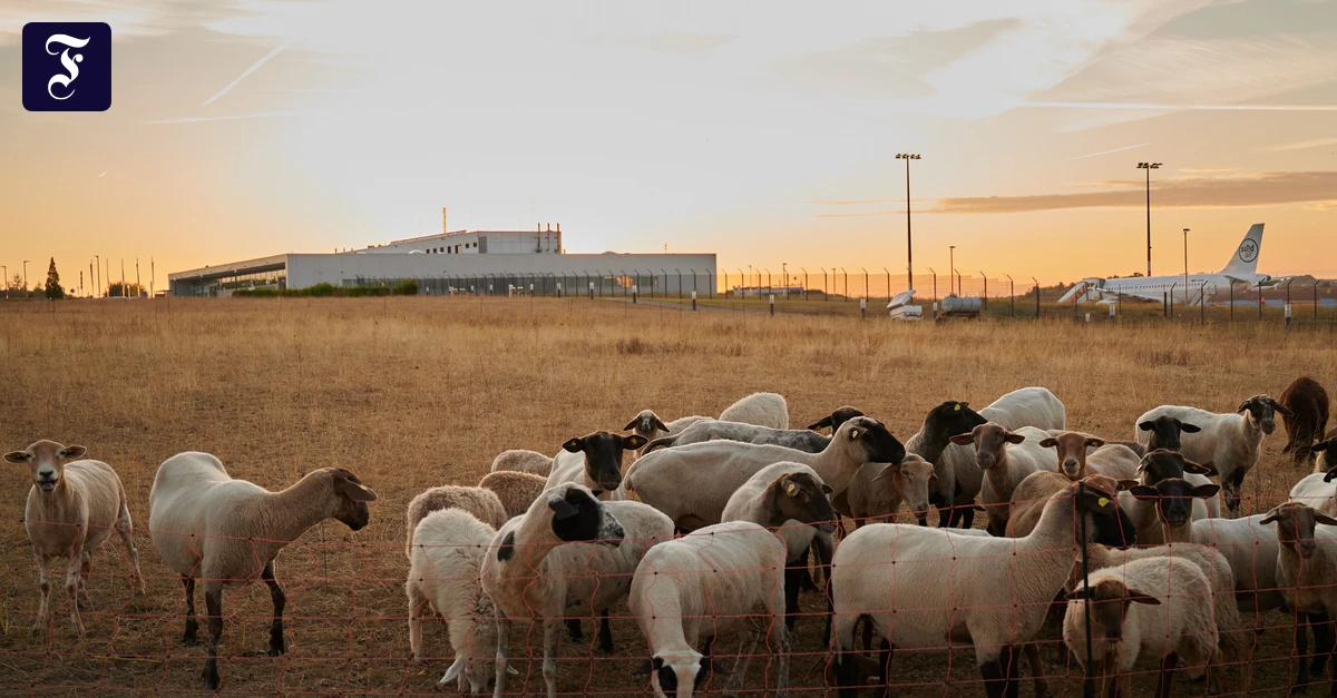 schafe-geniessen-im-abendlicht.webp.webp