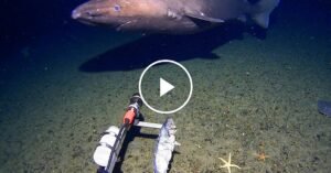 shark-facebookJumbo.jpg