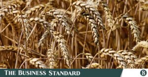 wheat.jpg
