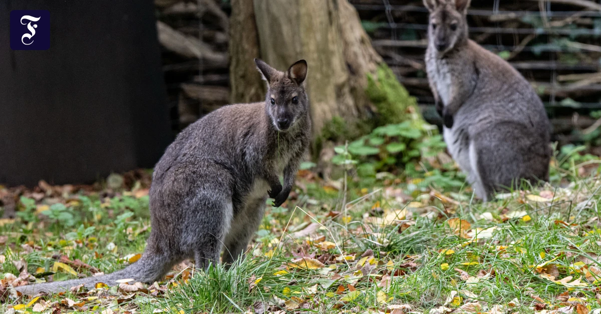 zwei-bennett-kaenguru-stehen.webp.webp