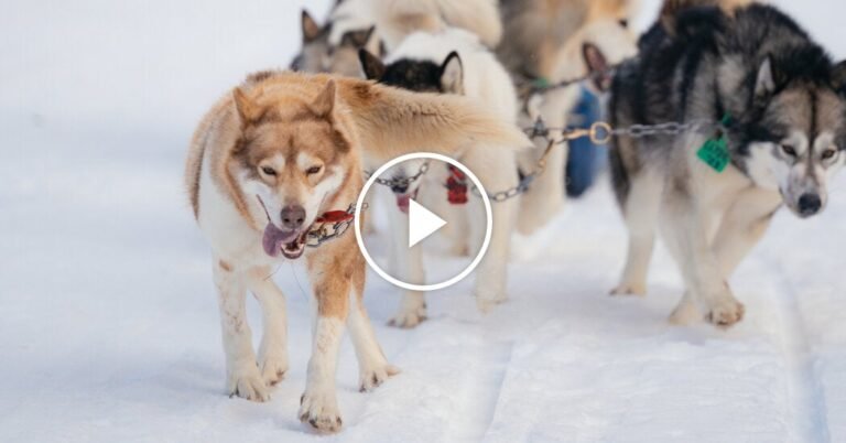 04Trav-dogsledding-minnesota-01-qgjv-facebookJumbo.jpg