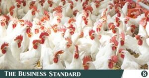 broiler-chicken-696x464.jpg