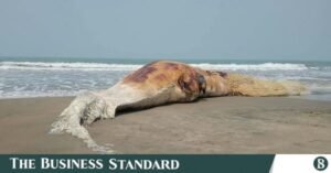 dead_whale.jpeg