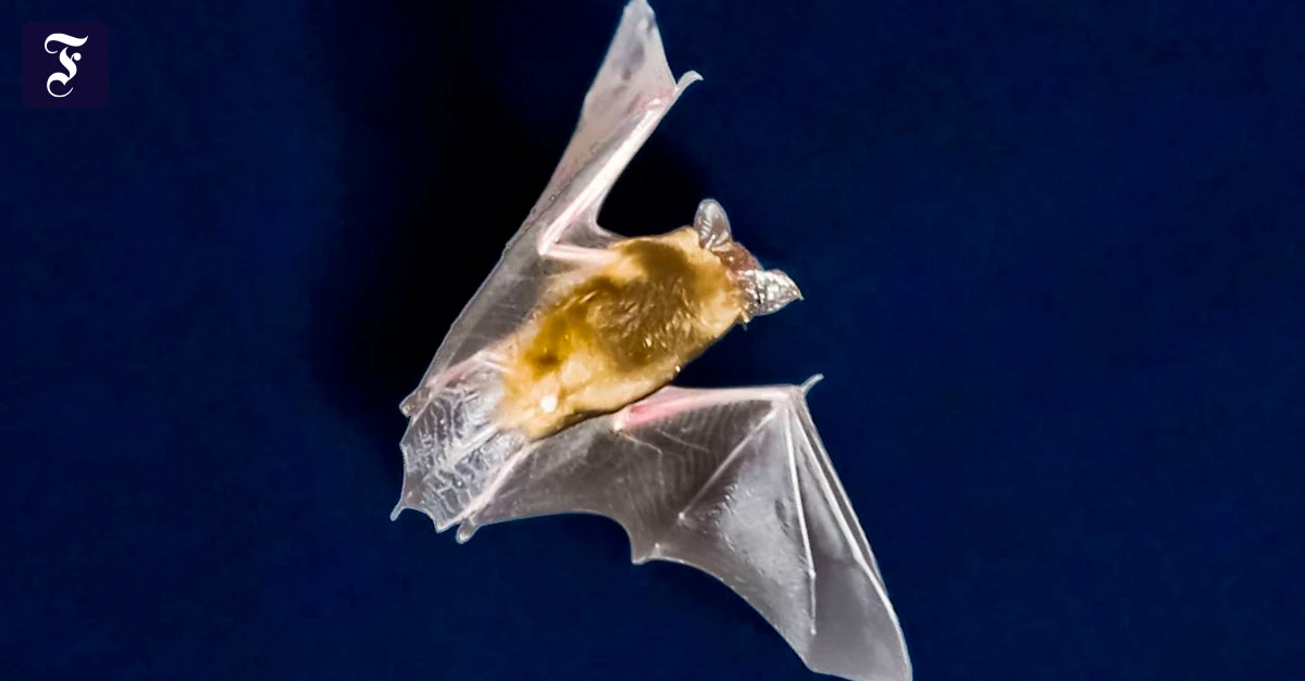 eine-fledermaus-jagt-vor-dem.webp.webp