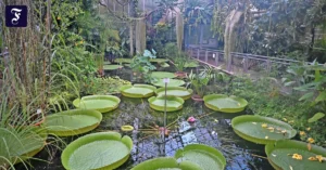 gigant-der-pflanzenwelt.webp.webp