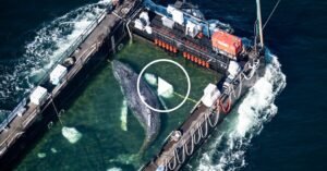 29vid-whale-barge-COVER-qwlg-facebookJumbo.jpg