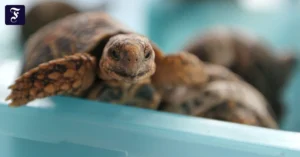 30-indische-sternschildkroeten.webp.webp