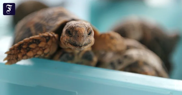 30-indische-sternschildkroeten.webp.webp