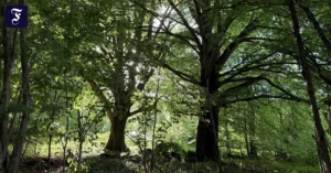 baeume-in-einem-wald.webp.webp