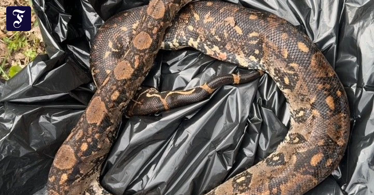 bild-der-toten-schlange-bei.webp.webp