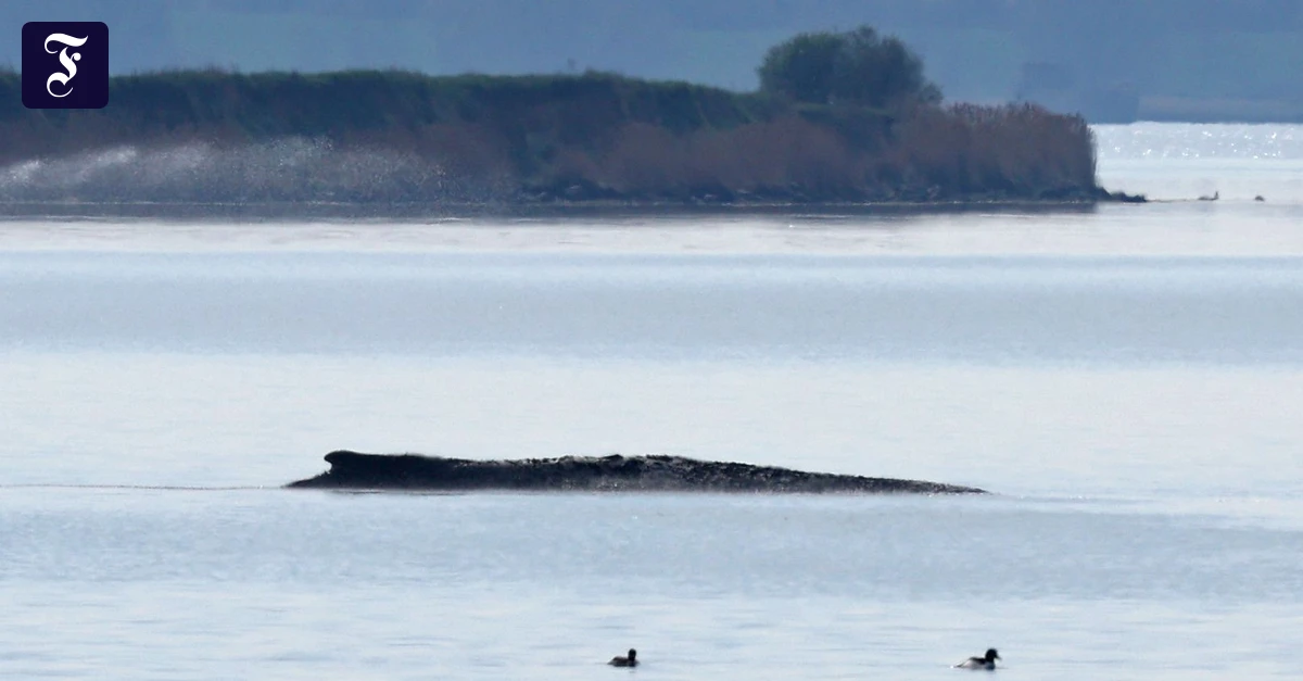 der-gestrandete-buckelwal.webp.webp