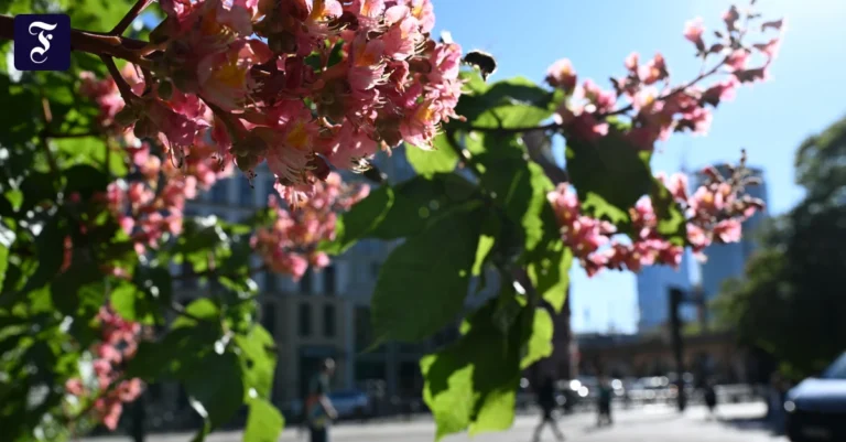der-mai-kommt-und-die-sonne.webp.webp