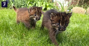 dieses-vom-zoo-heidelberg-zur.webp.webp