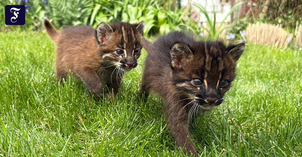 dieses-vom-zoo-heidelberg-zur.webp.webp