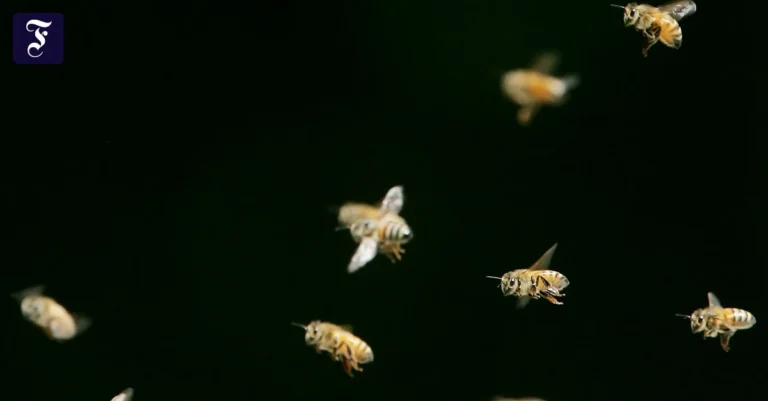 ein-riesiger-bienenschwarm.webp.webp