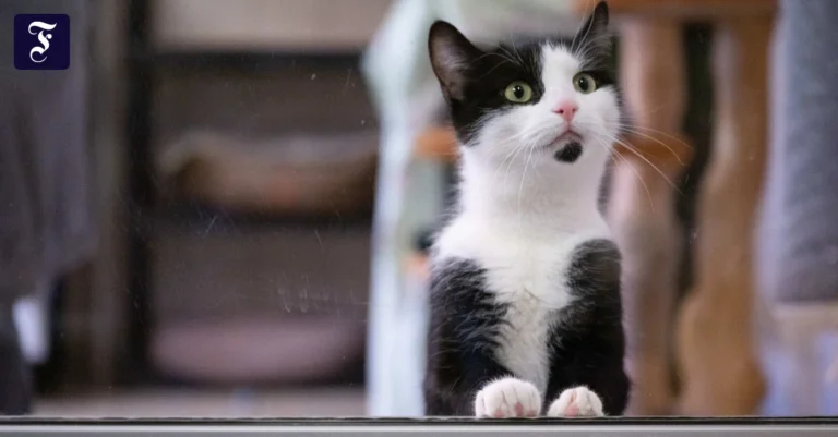 eine-schwarz-weisse-katze.webp.webp