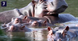 flusspferde-schwimmen-in-einer.webp.webp