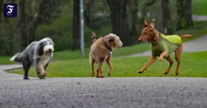 hunde-in-muenchen.webp.webp