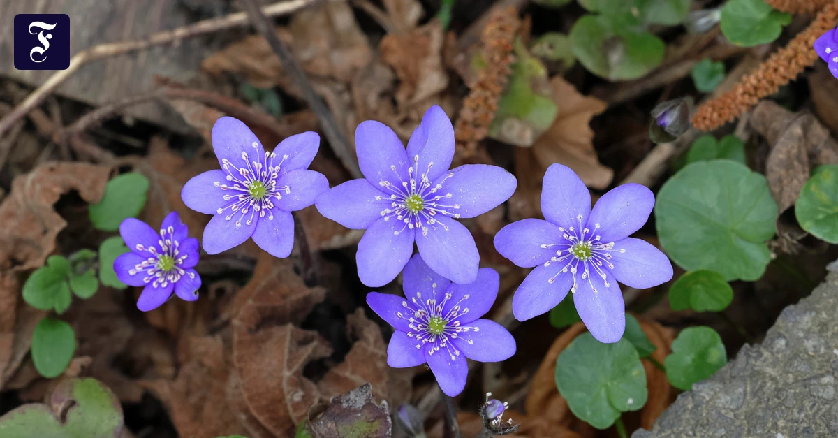 leberbluemchen-hepatica.webp.webp