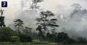 nebel-ueber-dem-regenwald-am.webp.webp