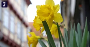 osterglocken-bluehen.webp.webp