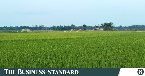 paddy_field_0.jpeg