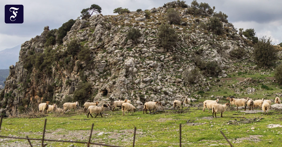 schafe-auf-kreta-auf-der-insel.webp.webp