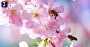 summ-summ-summ-bienchen-summ.webp.webp