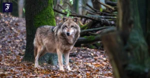 wie-gefaehrlich-ist-der-wolf.webp.webp
