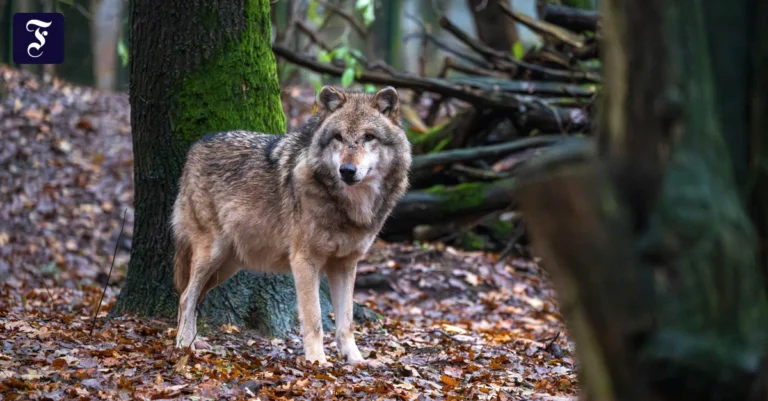 wie-gefaehrlich-ist-der-wolf.webp.webp
