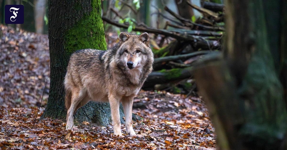 wie-gefaehrlich-ist-der-wolf.webp.webp
