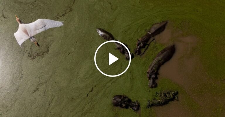 00int-colombia-hippos-02-facebookJumbo.jpg