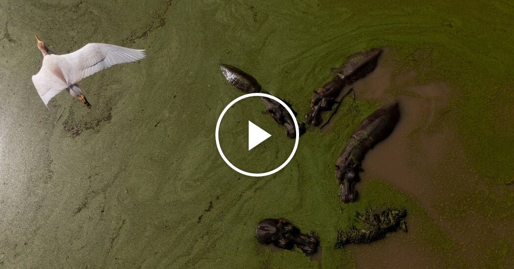 00int-colombia-hippos-02-facebookJumbo.jpg