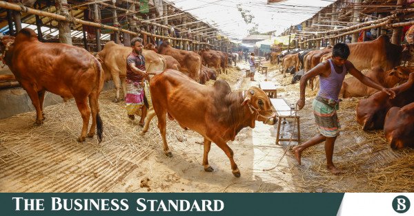 1779423565_p3_cattle_market_20260520_rajibdhar_4672.jpg