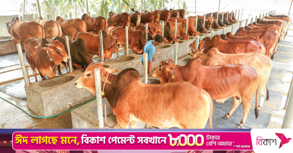 1779612664_cow.png