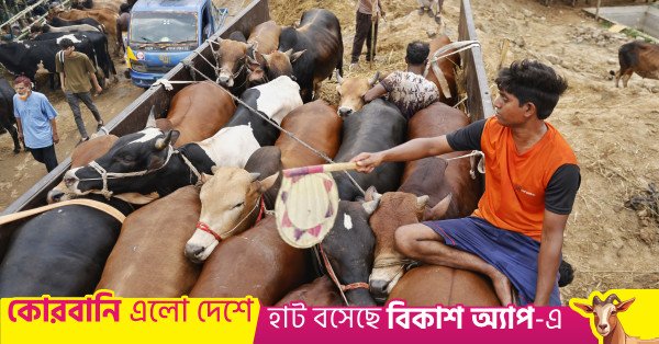 1779690590_p3_cattle_market_rd_6419.jpeg