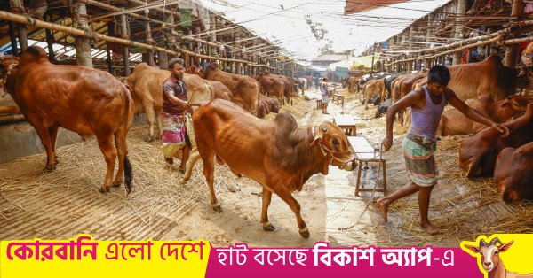1779708417_p3_cattle_market_20260520_rajibdhar_4672.jpg