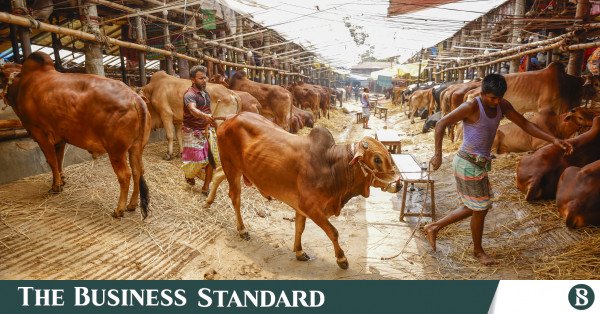 1779709493_p3_cattle_market_20260520_rajibdhar_4672.jpg