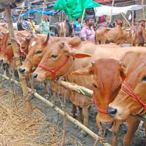 1779906090_15-06-24-Dholaikhal-Cow-Hat-14-8636ac693485ed2c1dec64cfd0ed5640.jpg