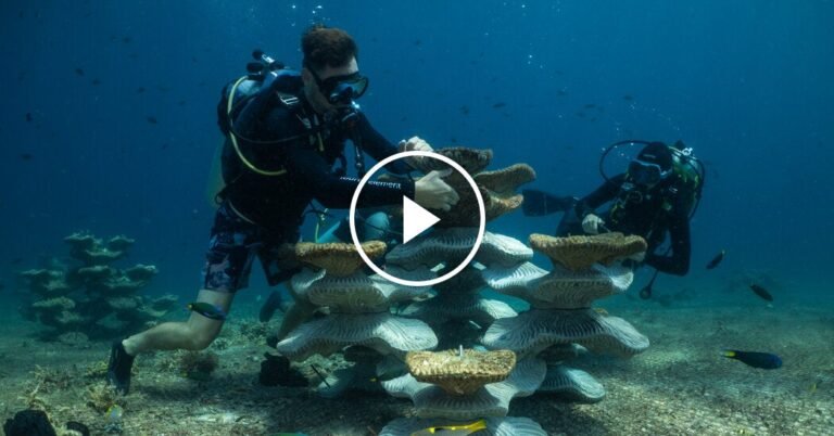 24int-malaysia-corals-01-bgkz-facebookJumbo.jpg