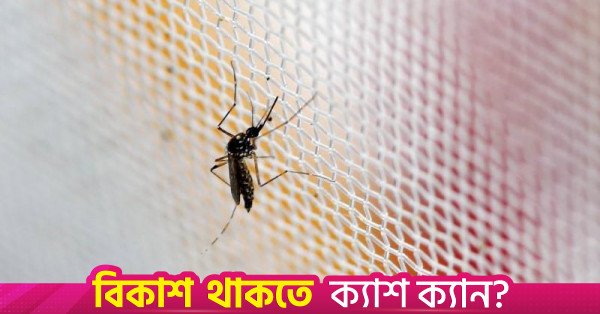 aedes_mosquito_1.jpg