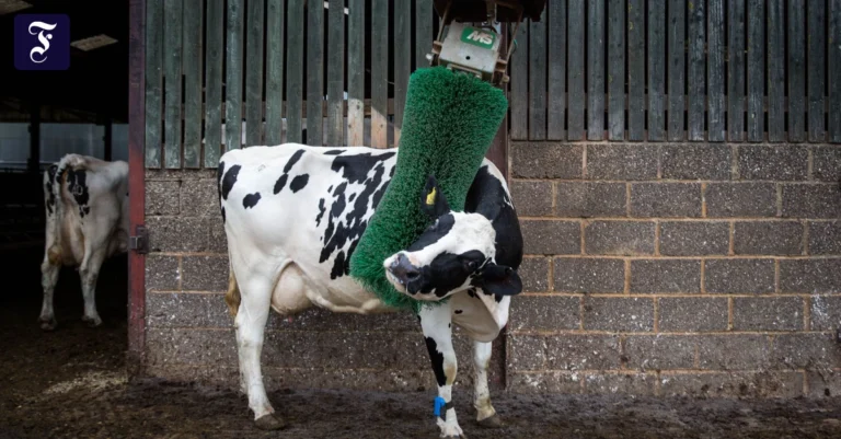 arla-betrieb-eine-kuh-auf.webp.webp
